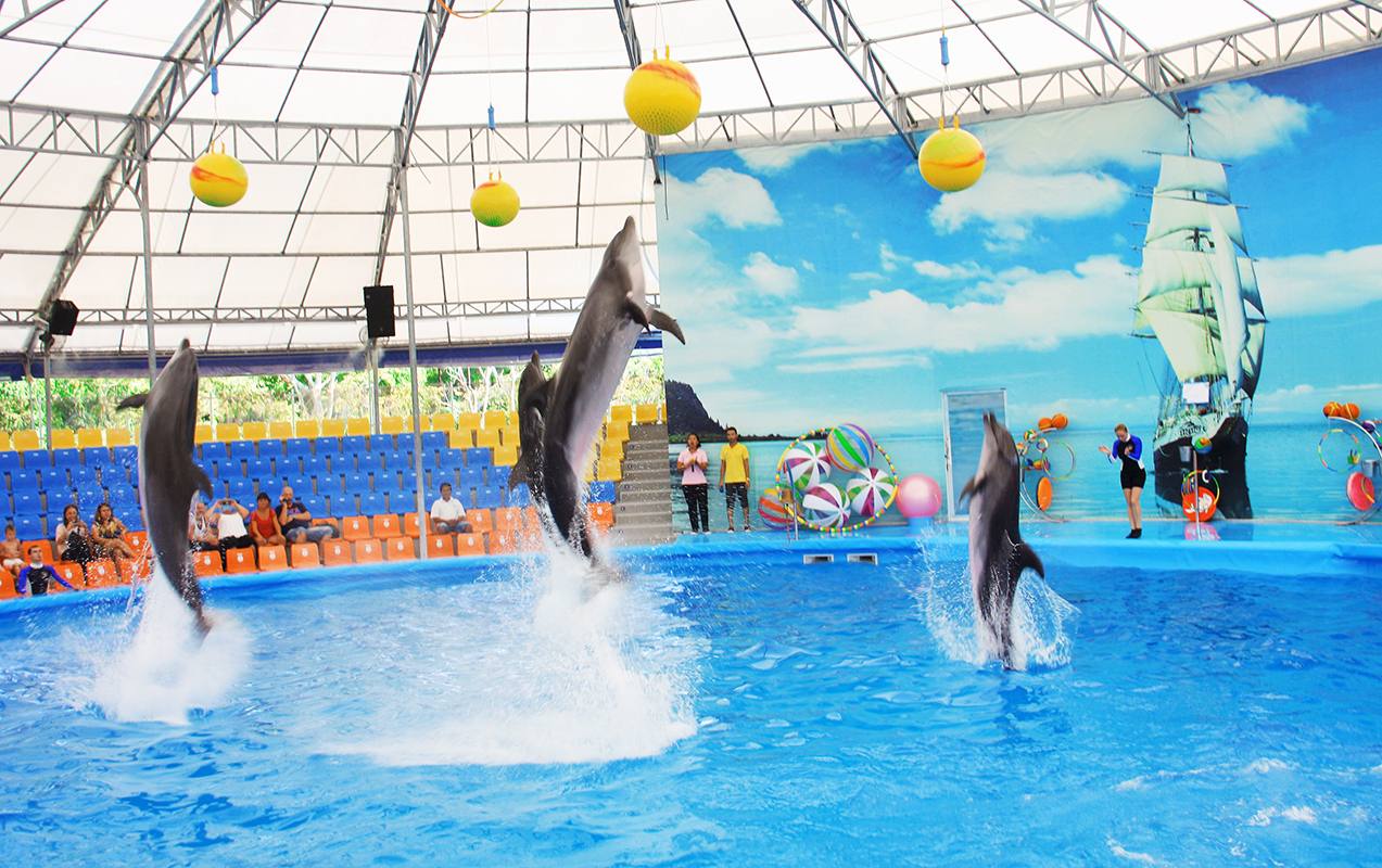 نمایش های شگفت انگیز و شنا با دلفین ها در دلفینز بی پوکت
